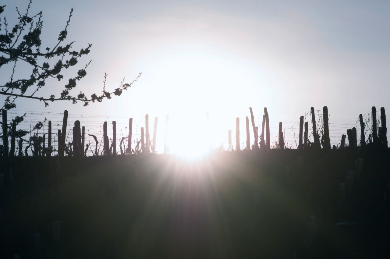 Vignoble Saison Mars 0458