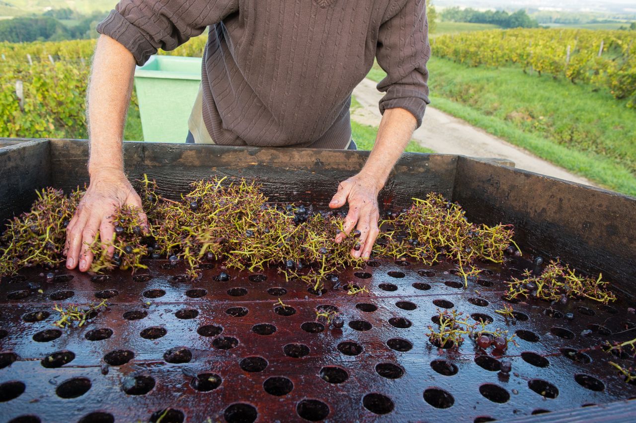 Vignoble Technique Crible 8404