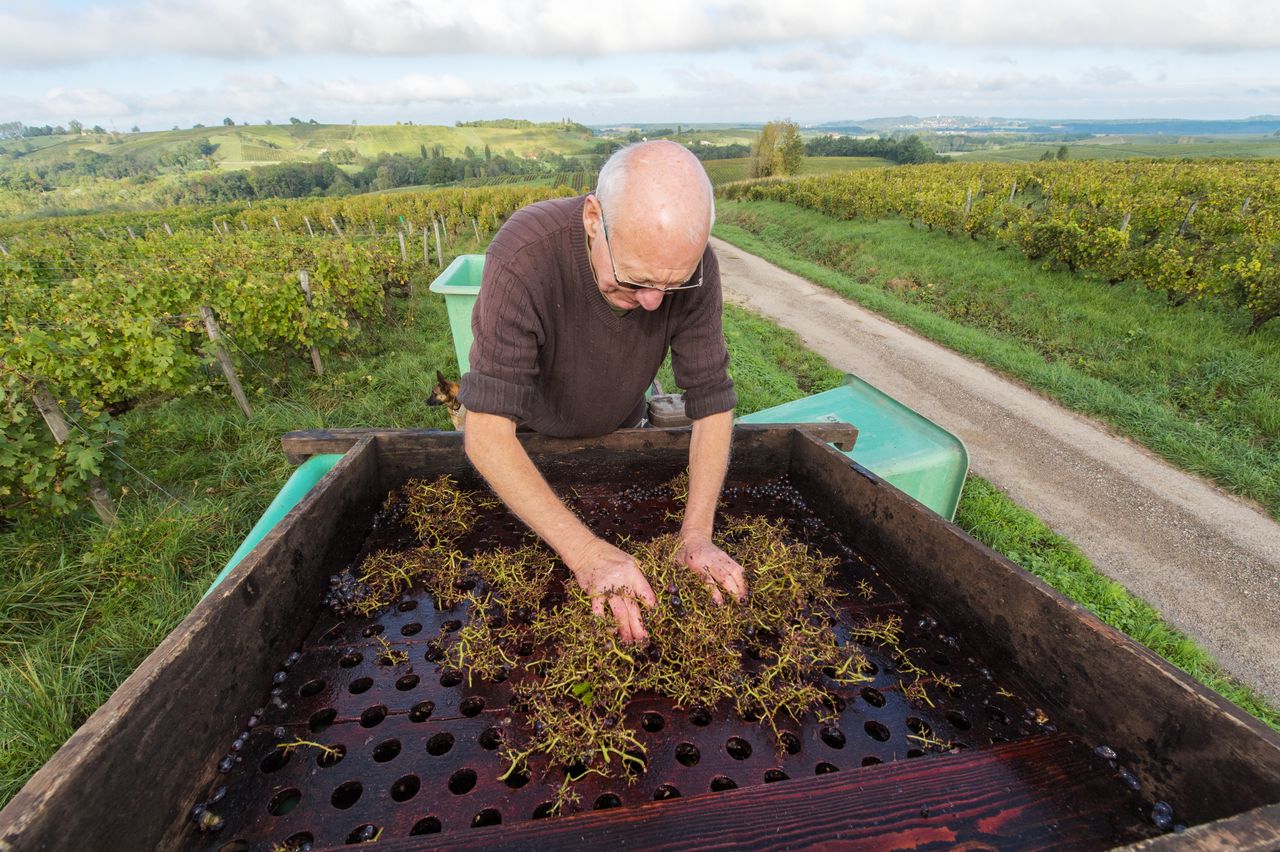 Vignoble Technique Crible 8468