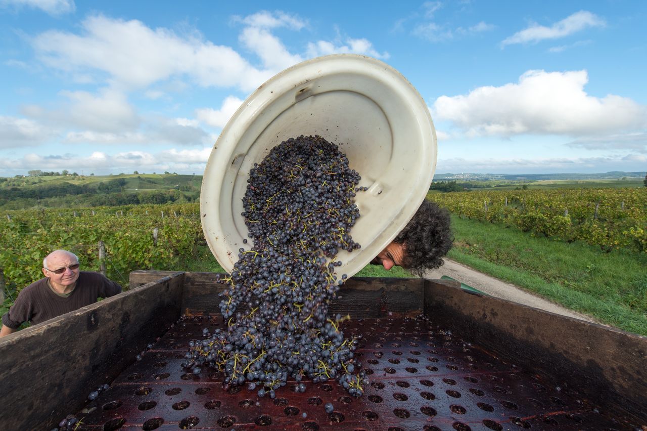 Vignoble Technique Crible 8499