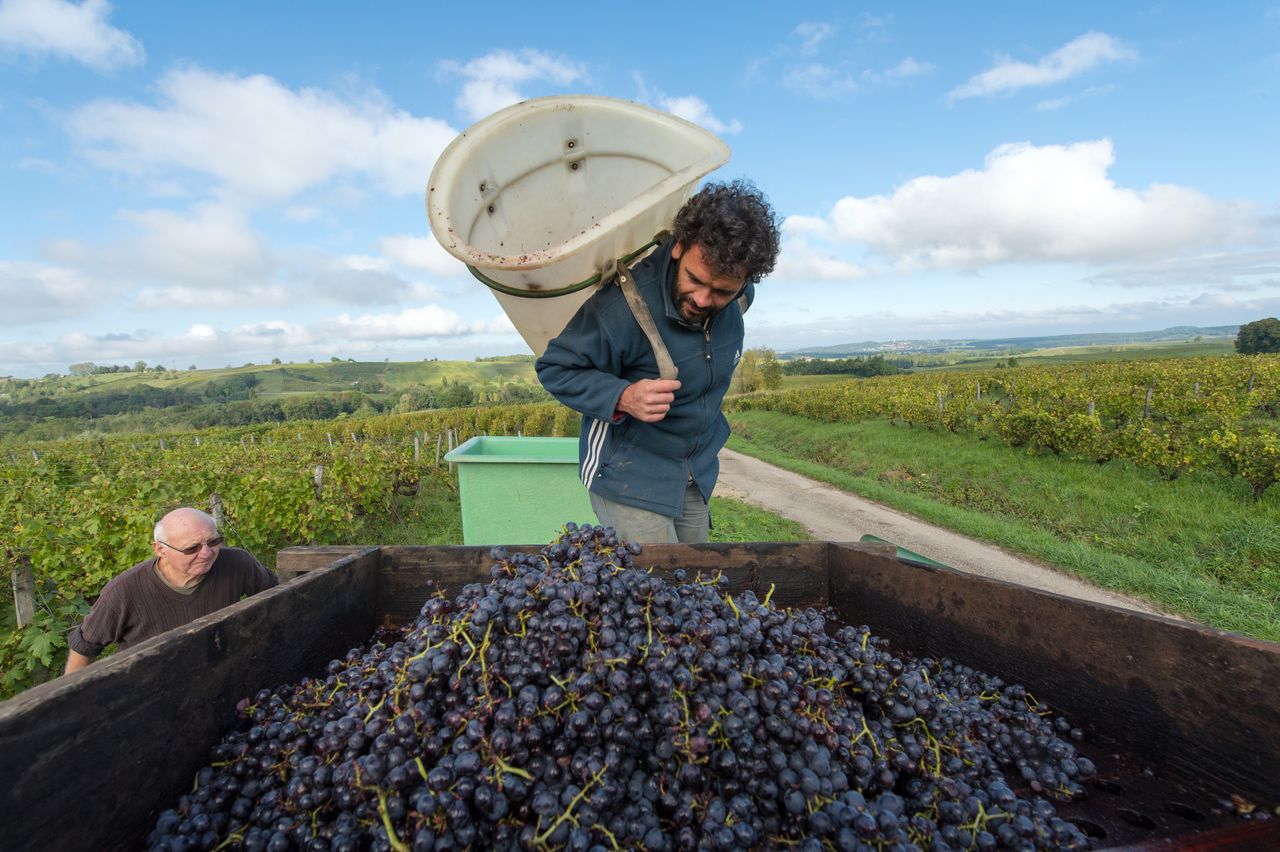 Vignoble Technique Crible 8505