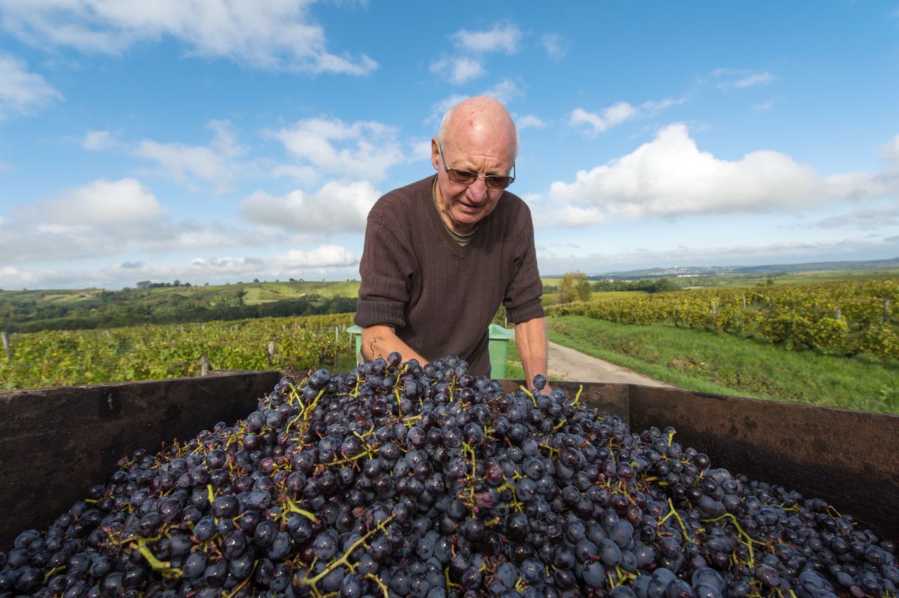 Vignoble Technique Crible 8506