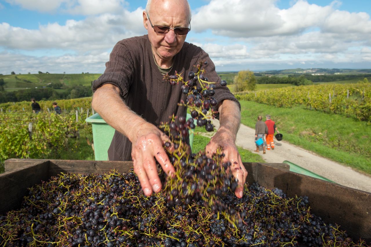 Vignoble Technique Crible 8708