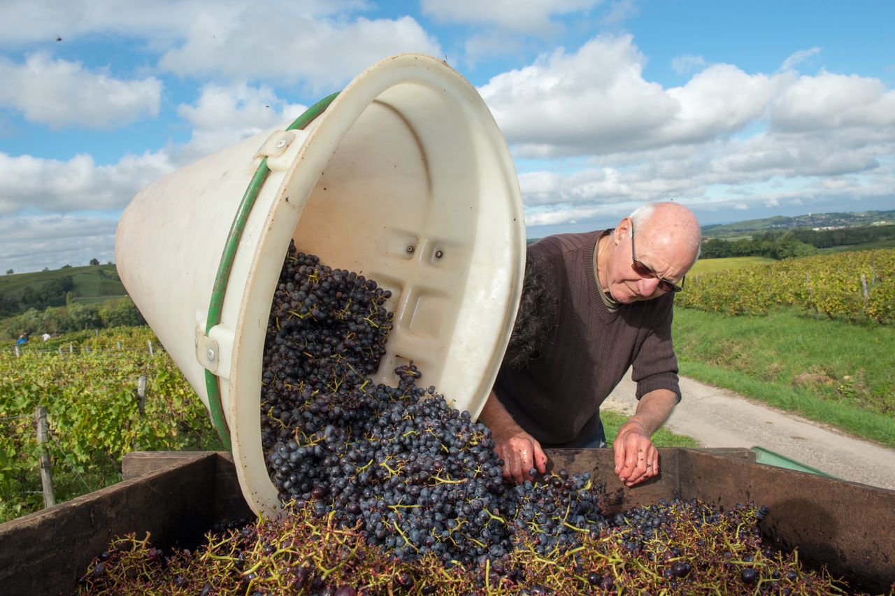 Vignoble Technique Crible 8717