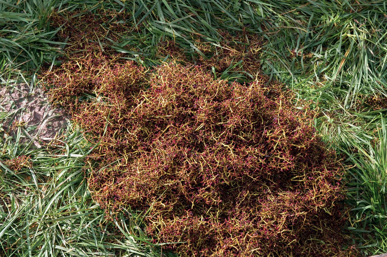 Vignoble Technique Crible 8725