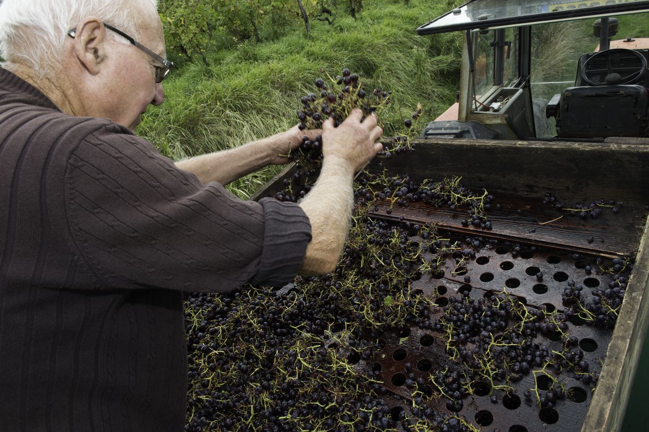 Vignoble Technique Crible 8853
