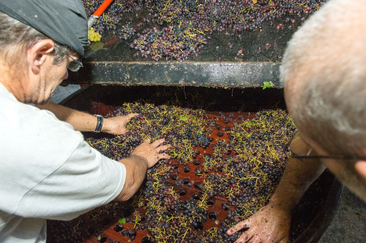 Vignoble Technique Crible 9118