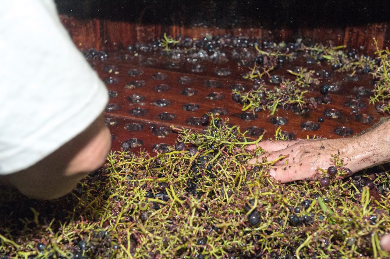 Vignoble Technique Crible 9119