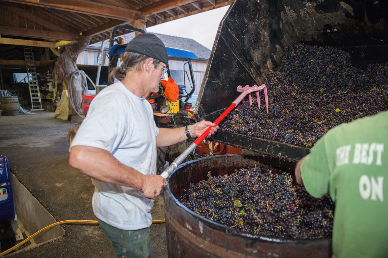 Vignoble Technique Crible 9132