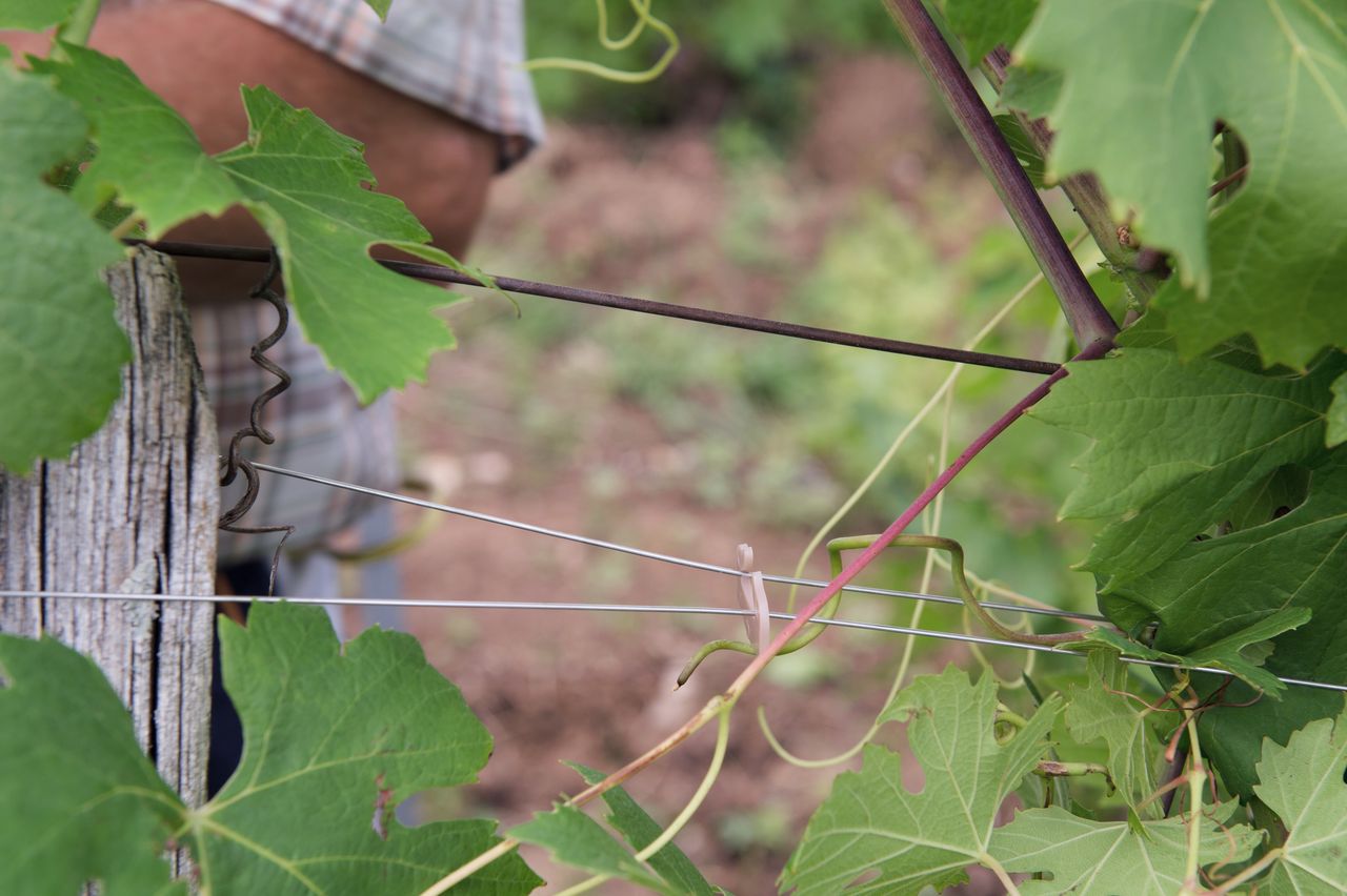 Vignoble Technique Elagage 4212