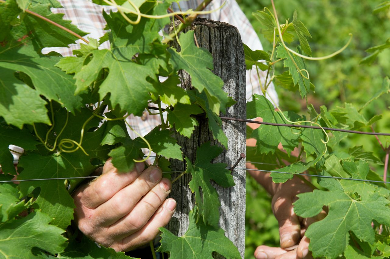 Vignoble Technique Elagage 4224