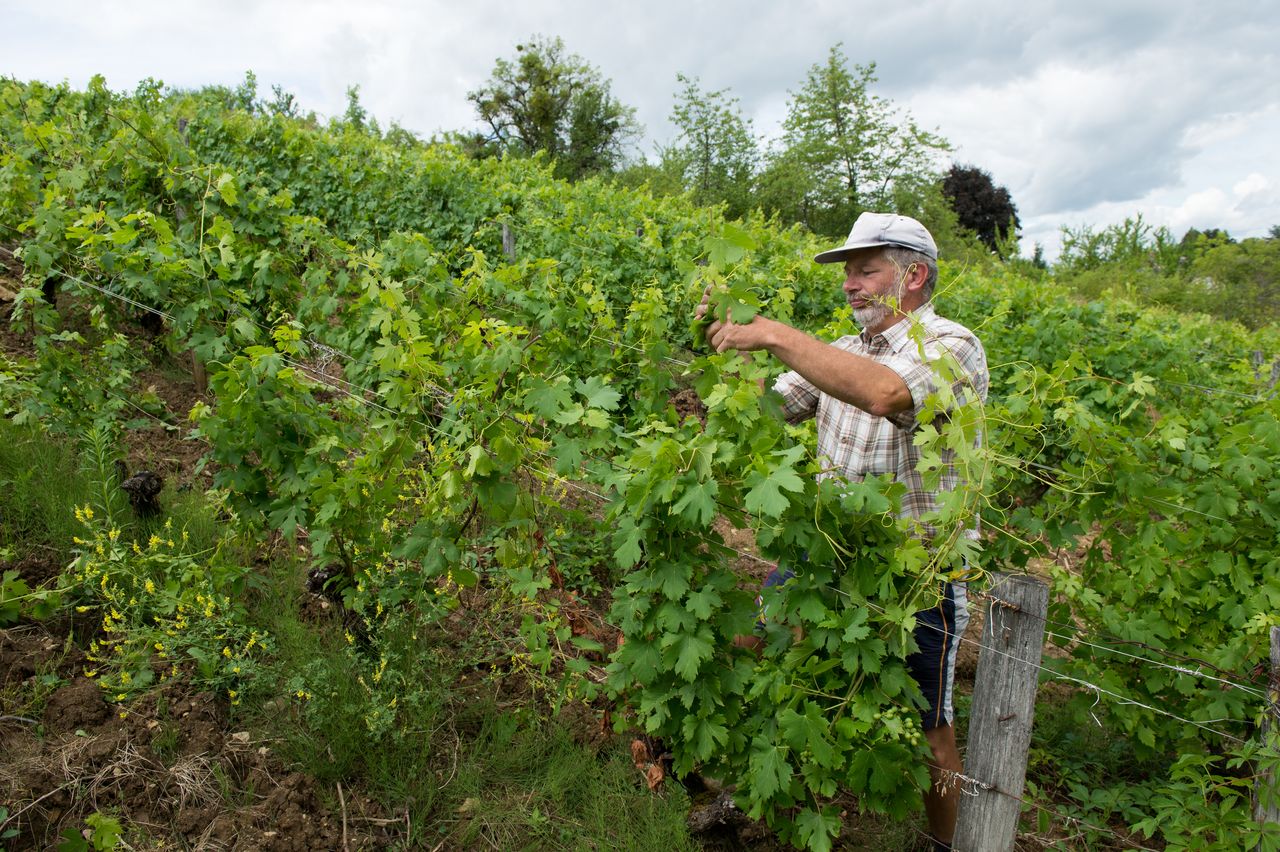 Vignoble Technique Elagage 4286