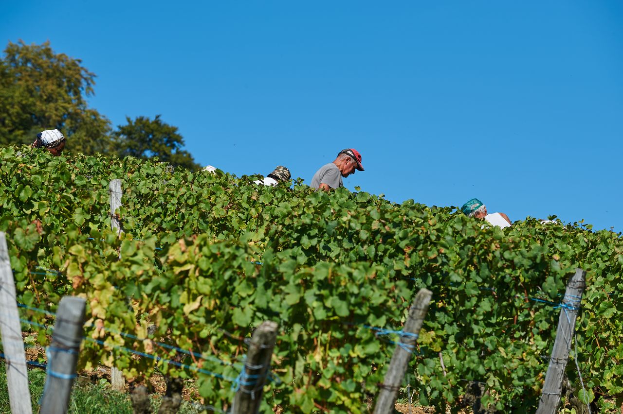 Vignoble Vendange BI-0010