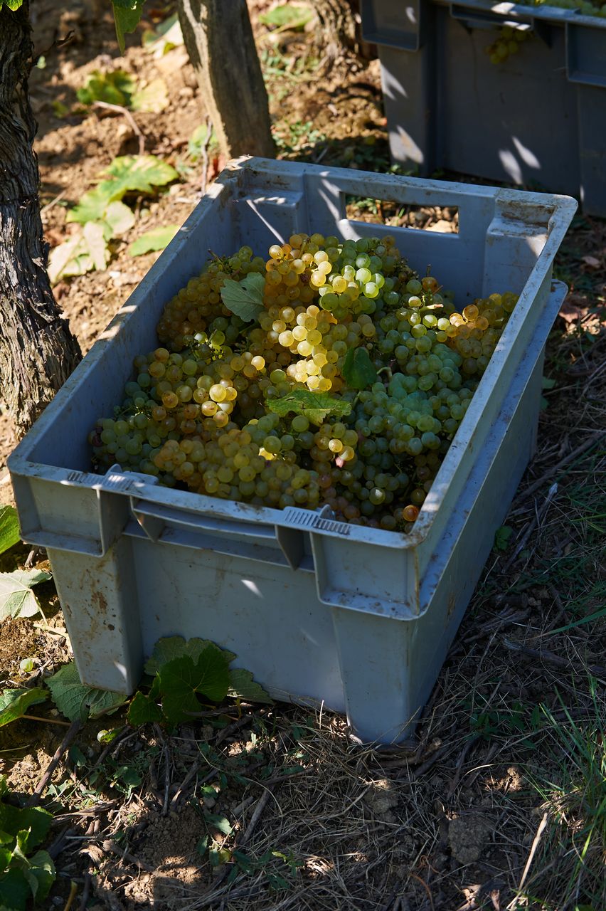 Vignoble Vendange BI-0011