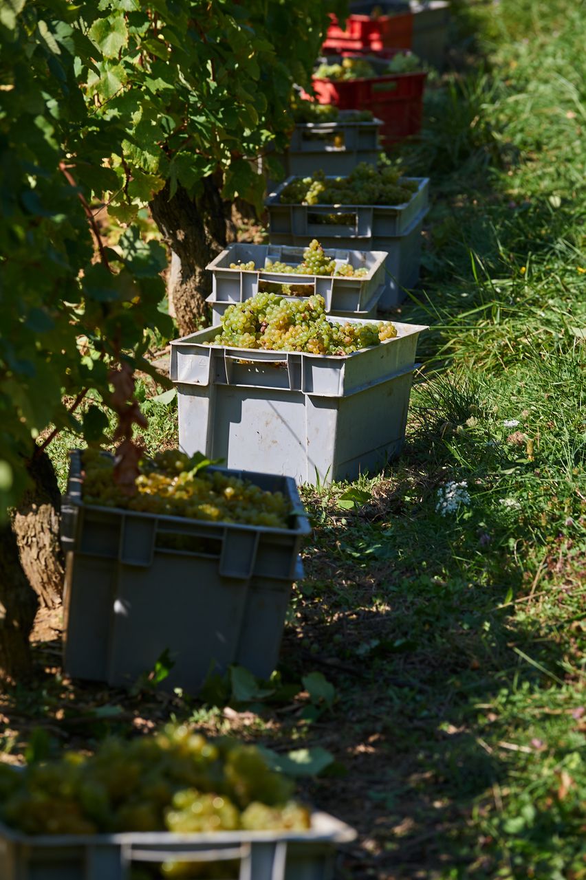 Vignoble Vendange BI-0012