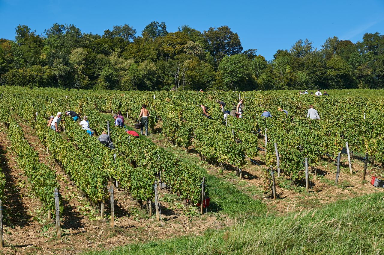 Vignoble Vendange BI-0013