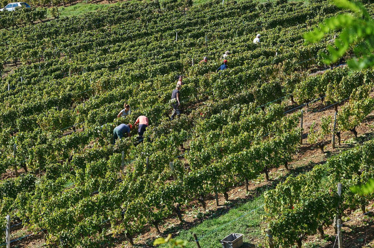 Vignoble Vendange BI-0014