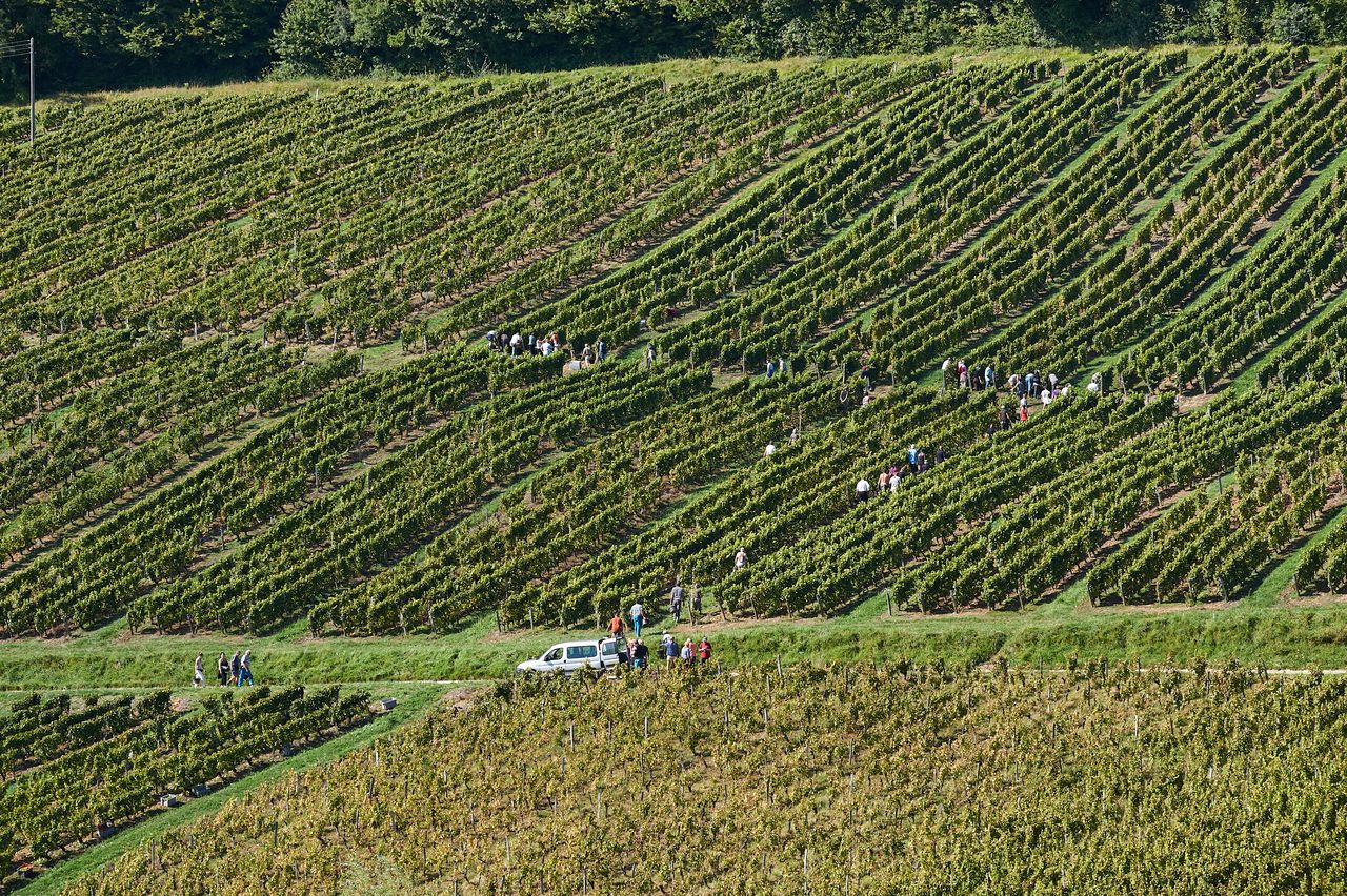 Vignoble Vendange BI-0016