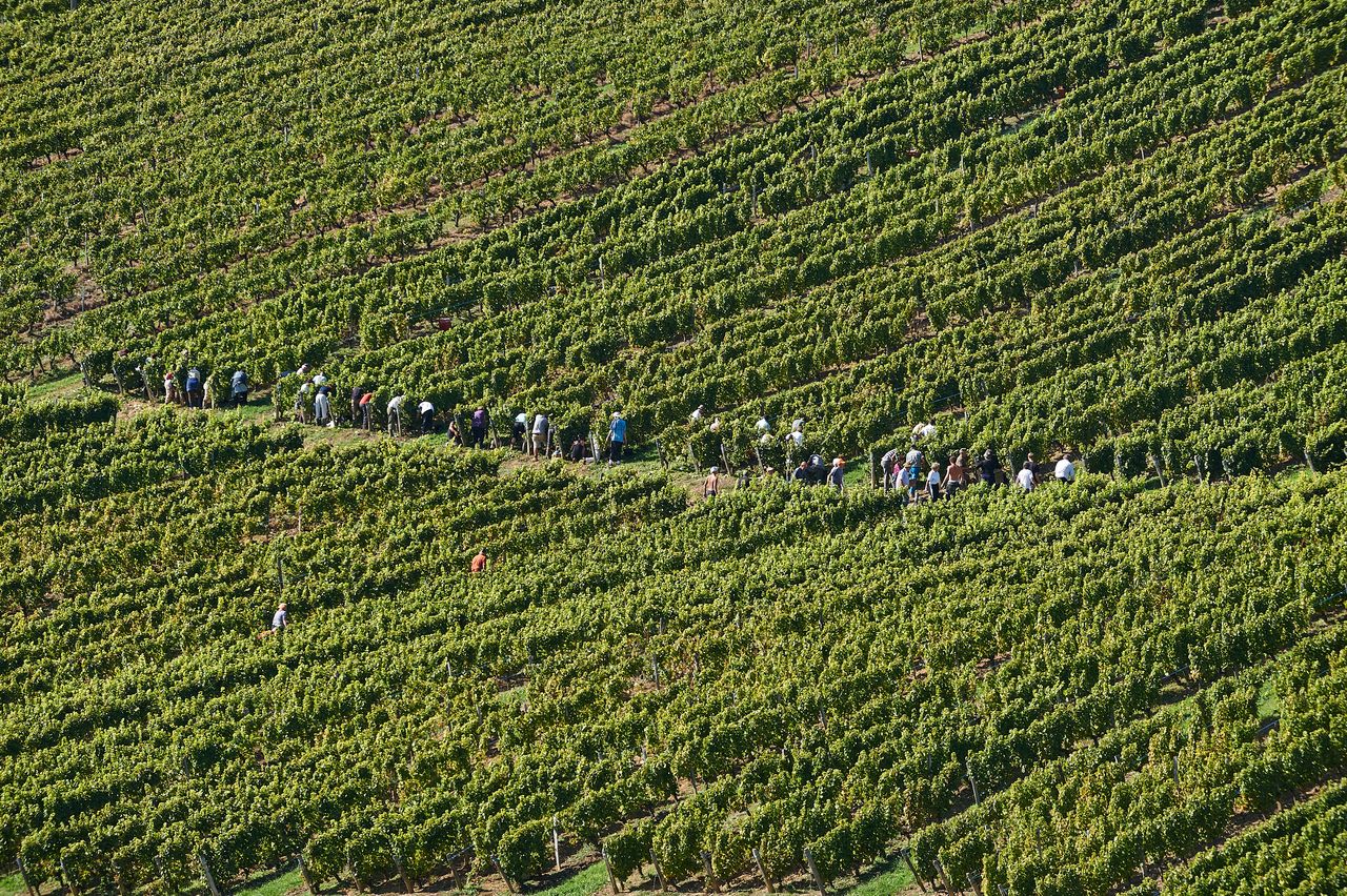 Vignoble Vendange BI-0018