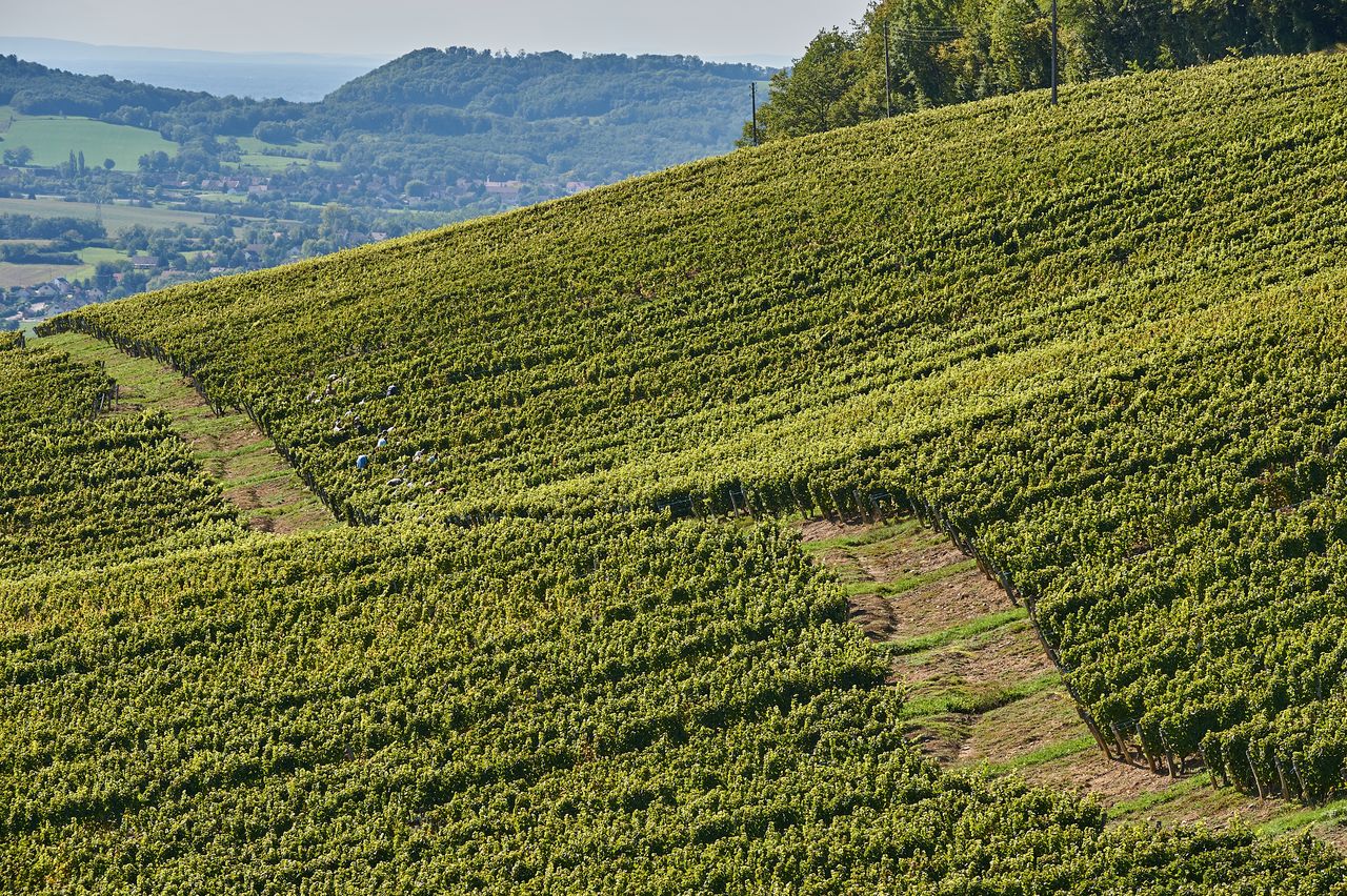 Vignoble Vendange BI-0019