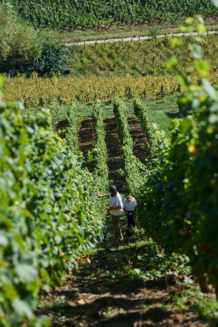 Vignoble Vendange BI-0020