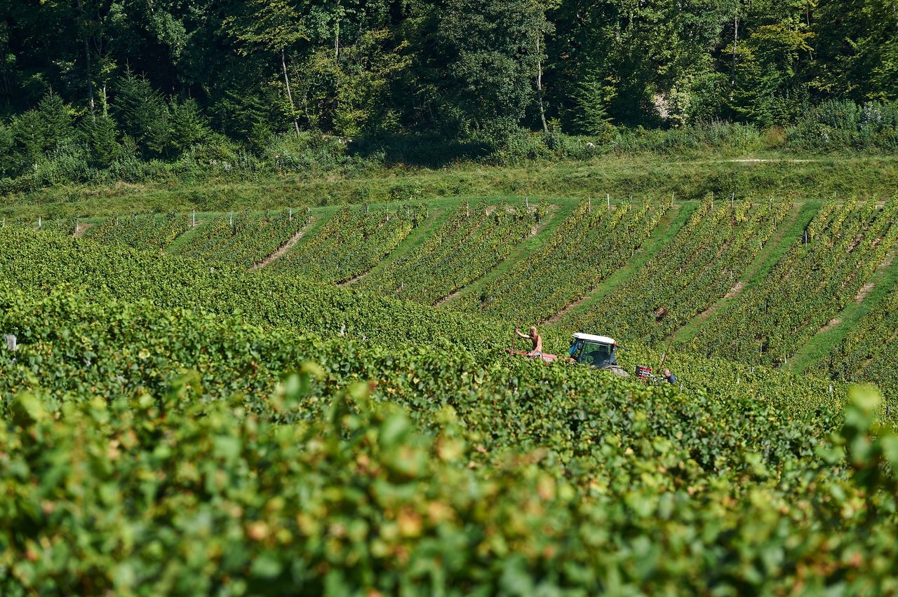 Vignoble Vendange BI-0022