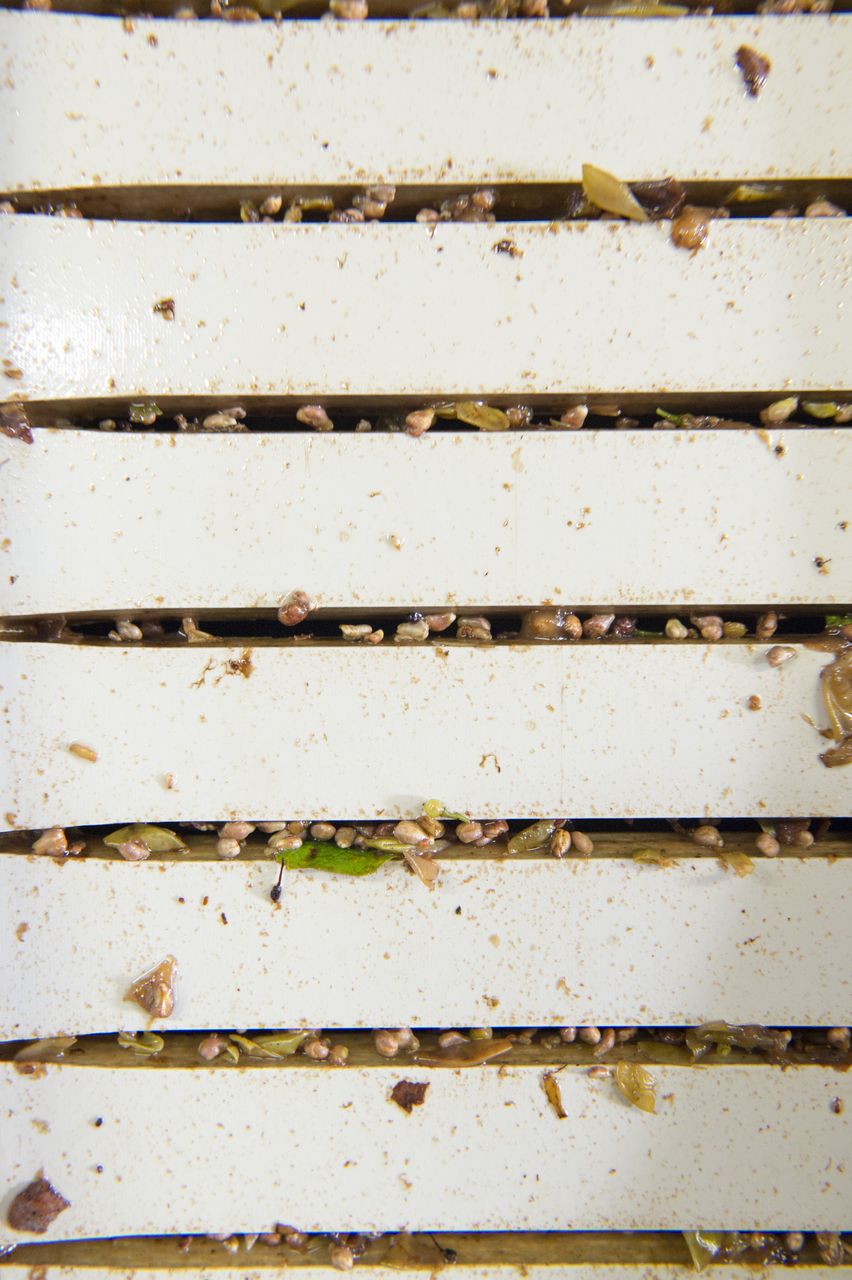 Vignoble Vendange 0877