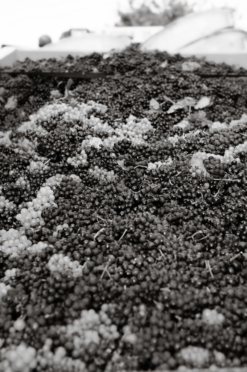 Vignoble Vendange 0891