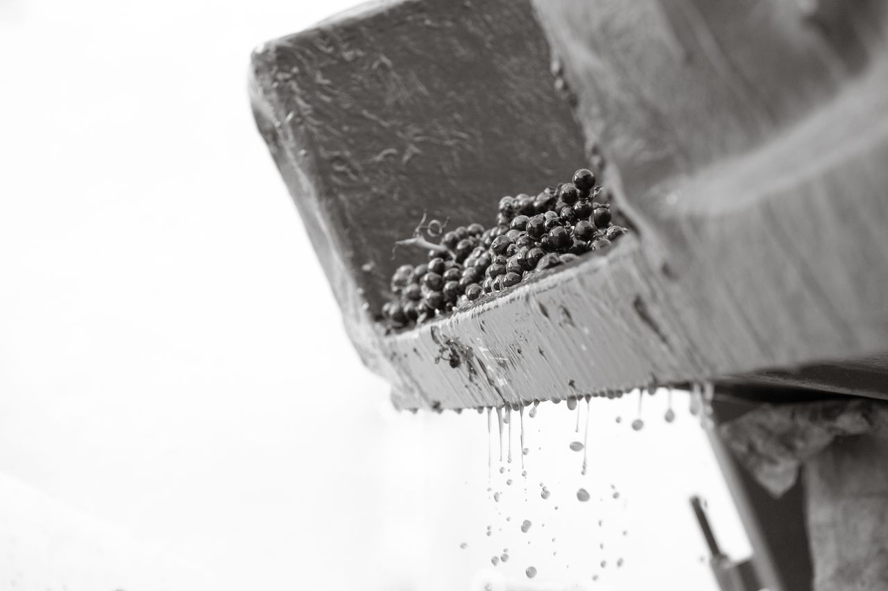 Vignoble Vendange 1270