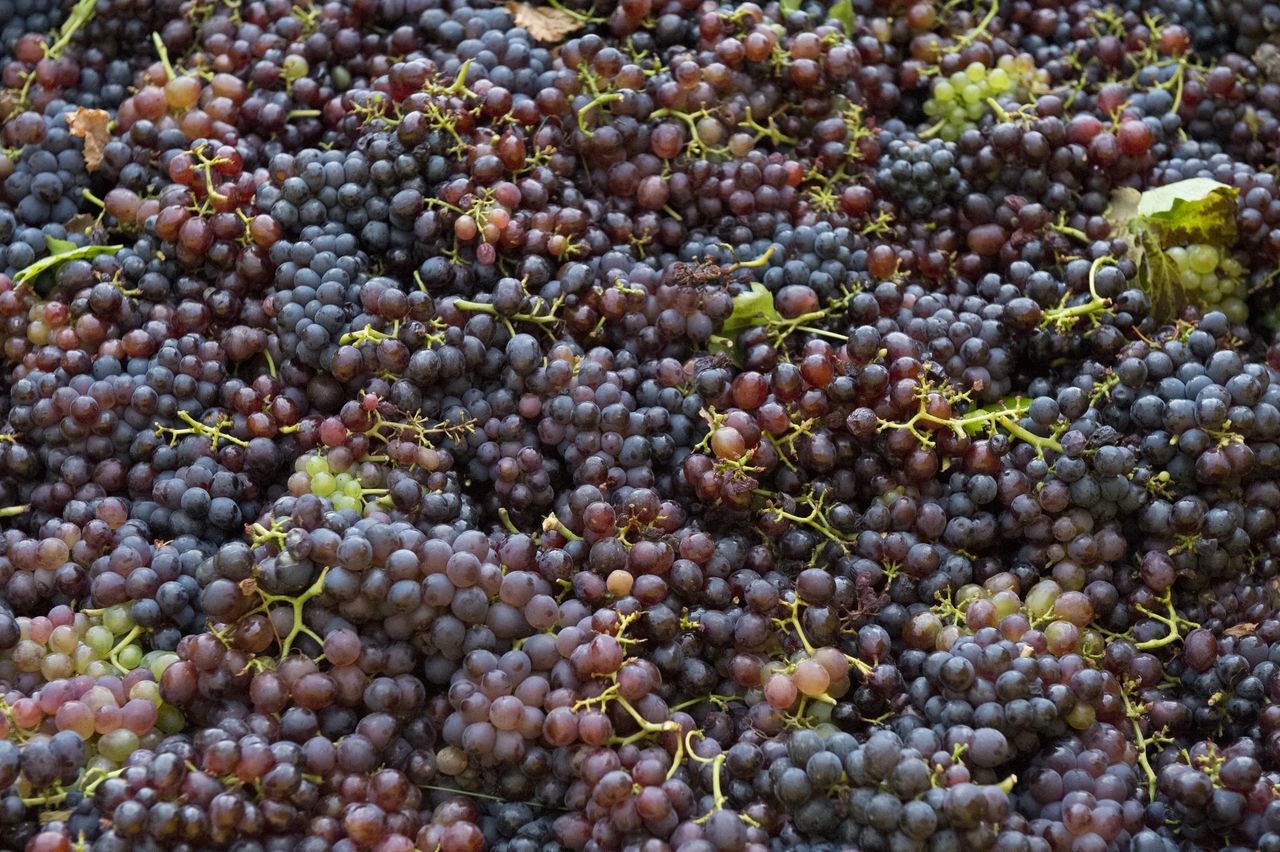 Vignoble Vendange 1753