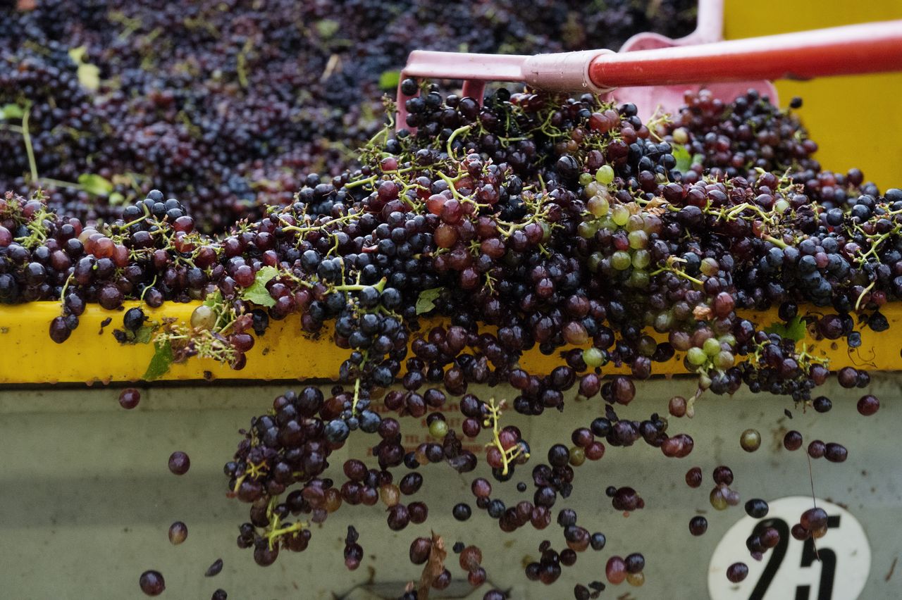 Vignoble Vendange 1770