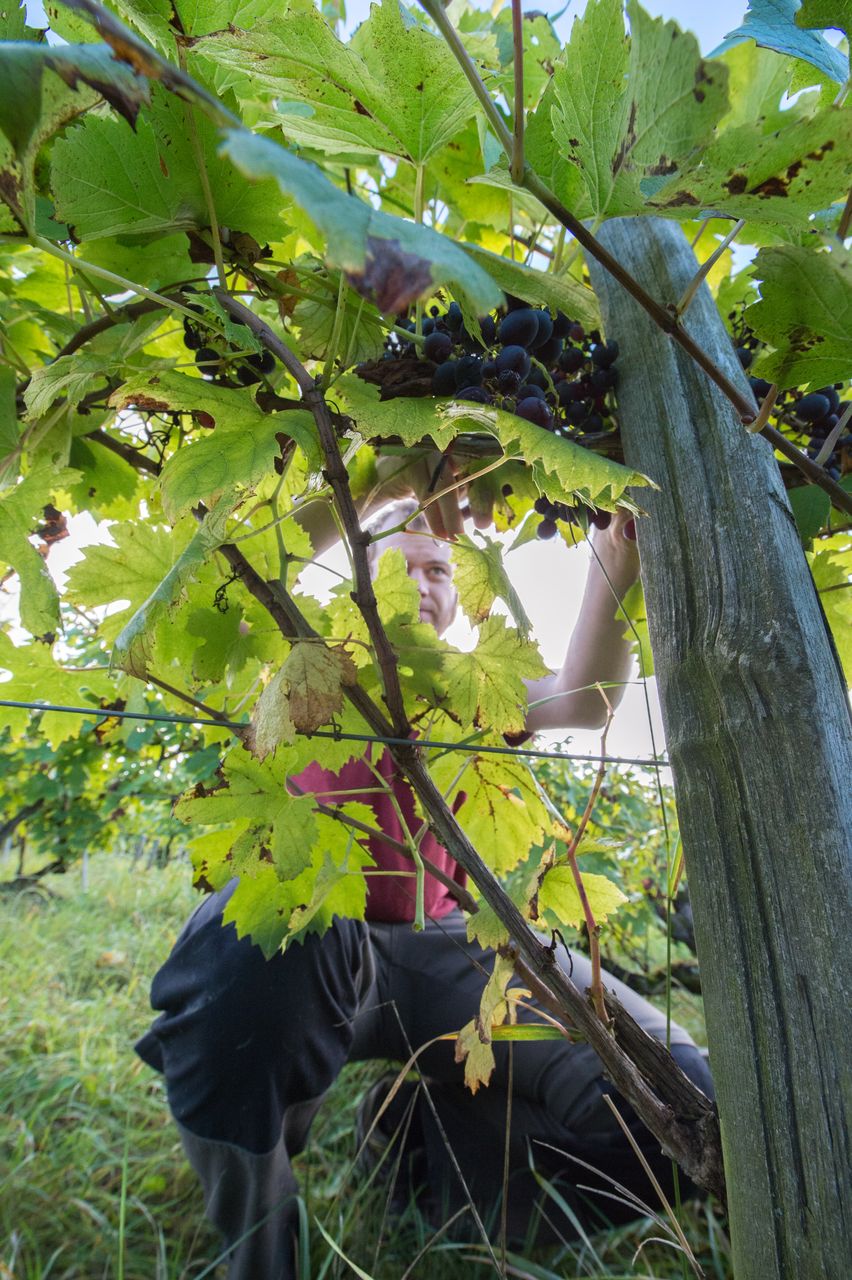 Vignoble Vendange 8424