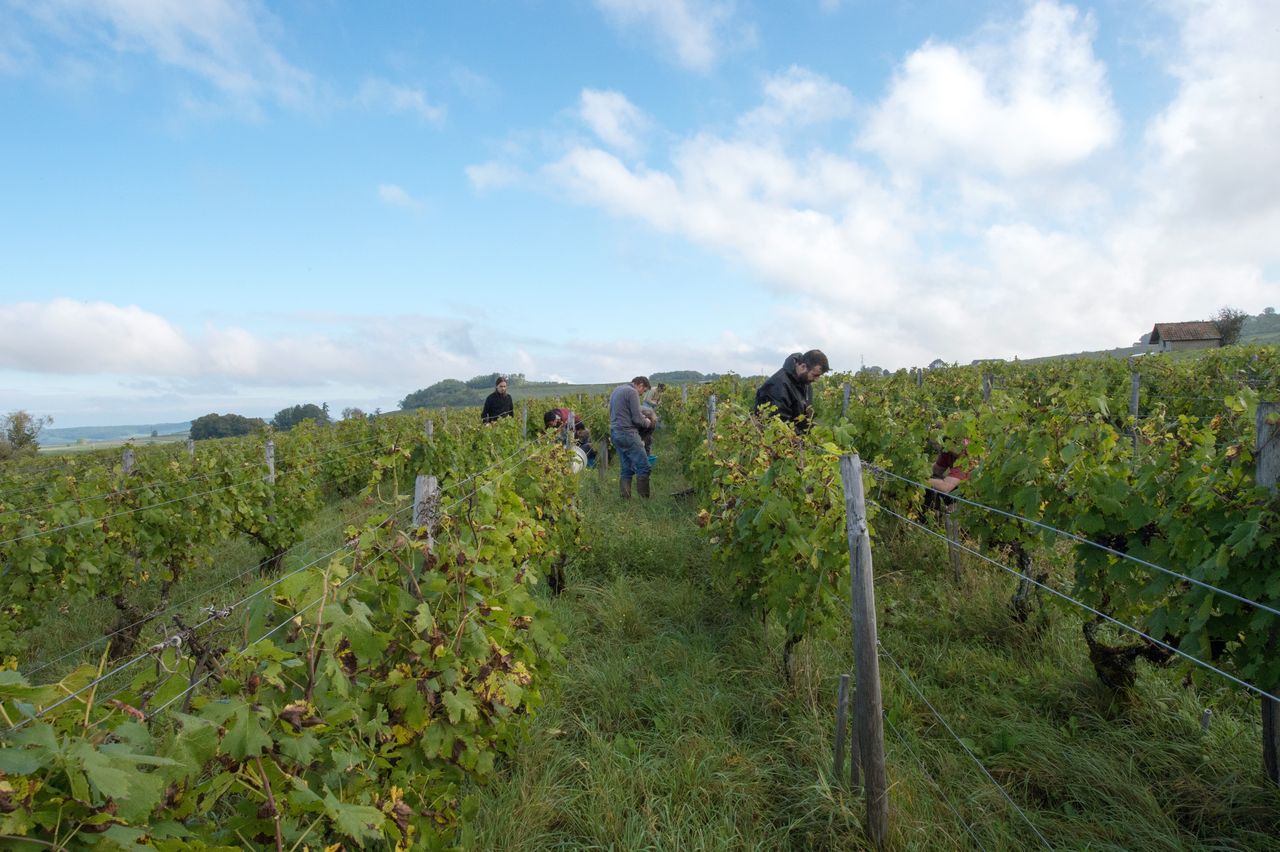 Vignoble Vendange 8433