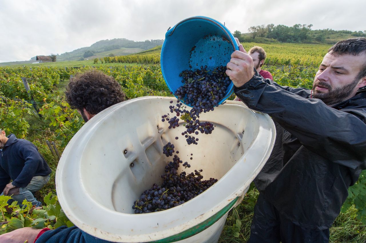 Vignoble Vendange 8435