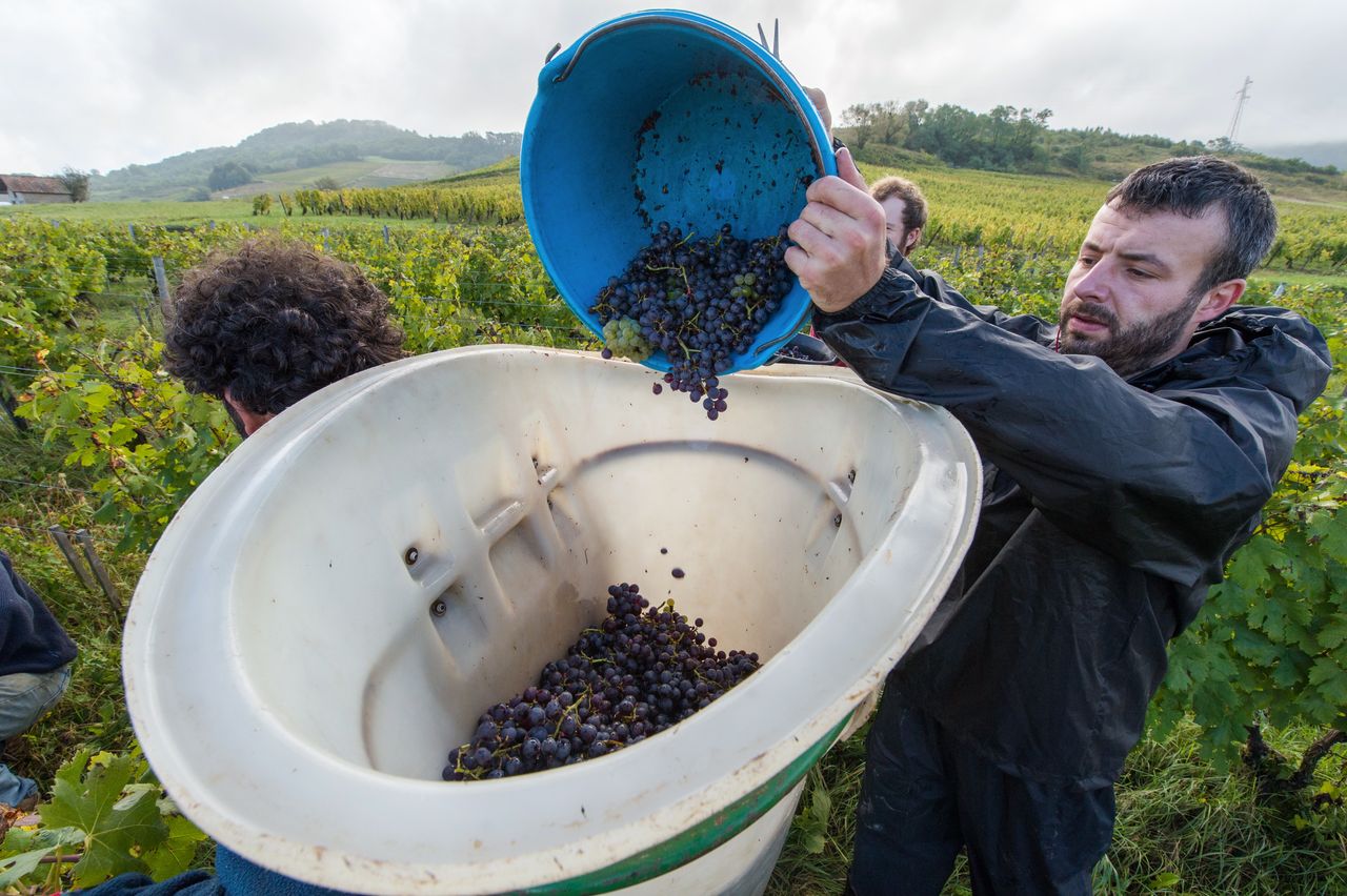 Vignoble Vendange 8438