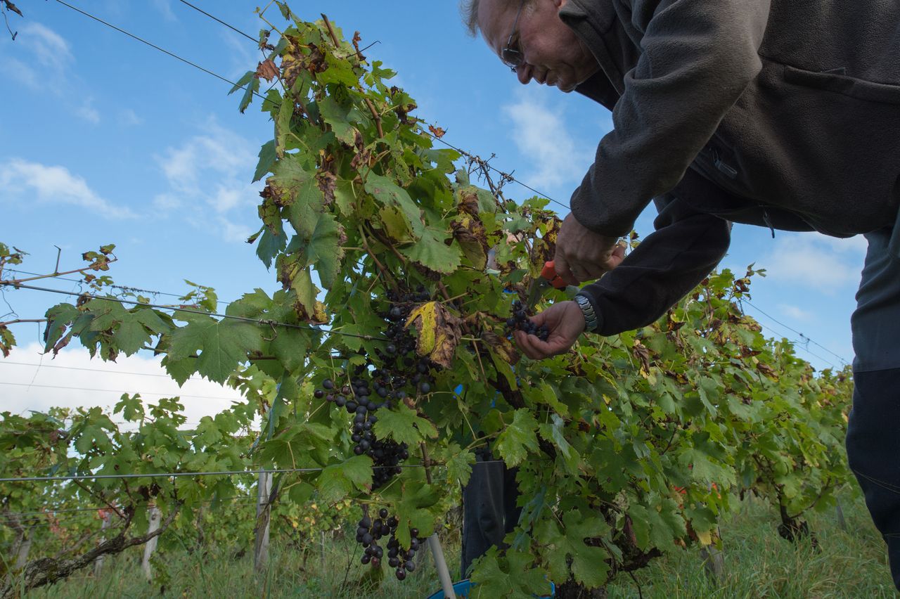 Vignoble Vendange 8445