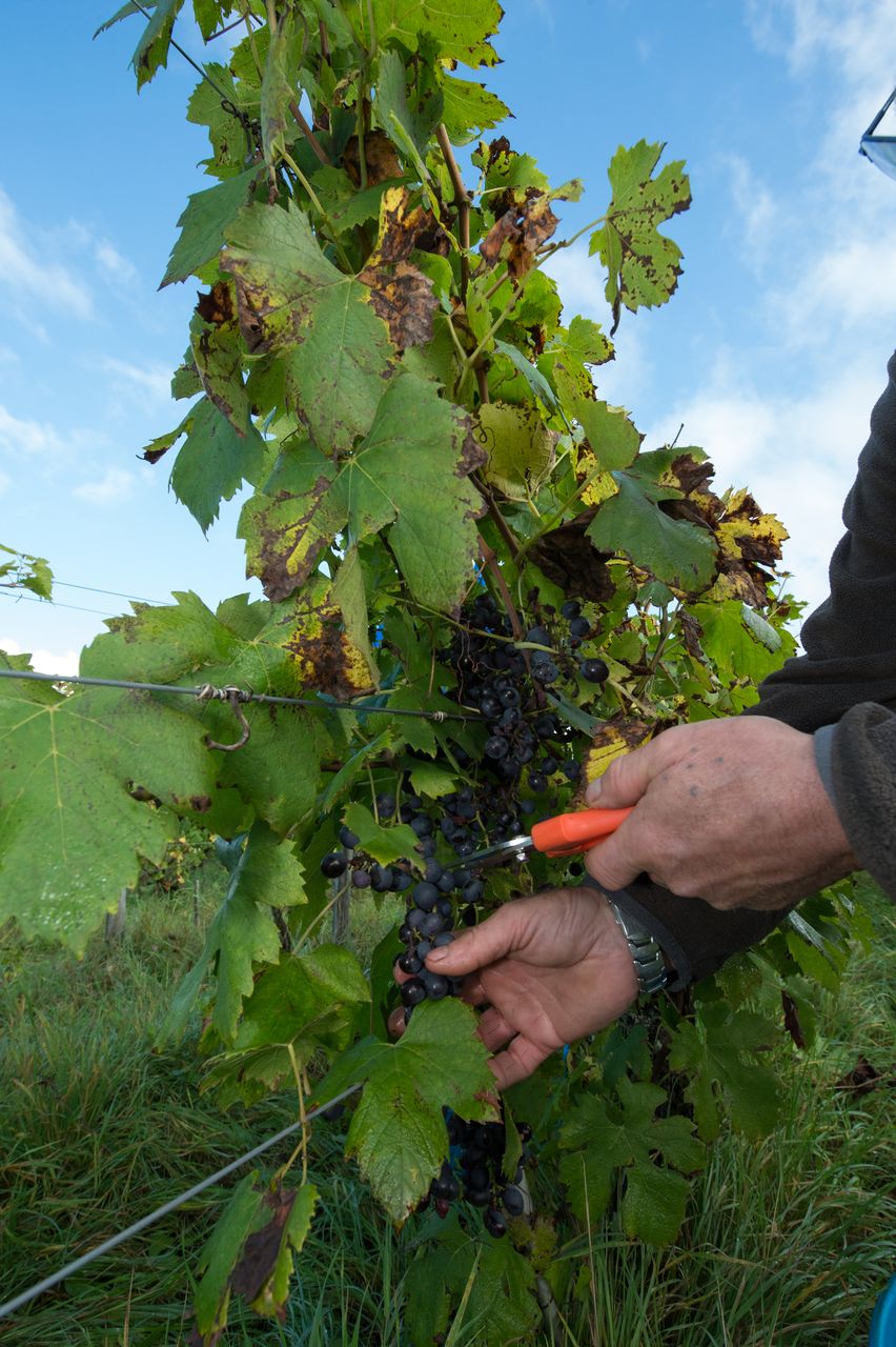 Vignoble Vendange 8446