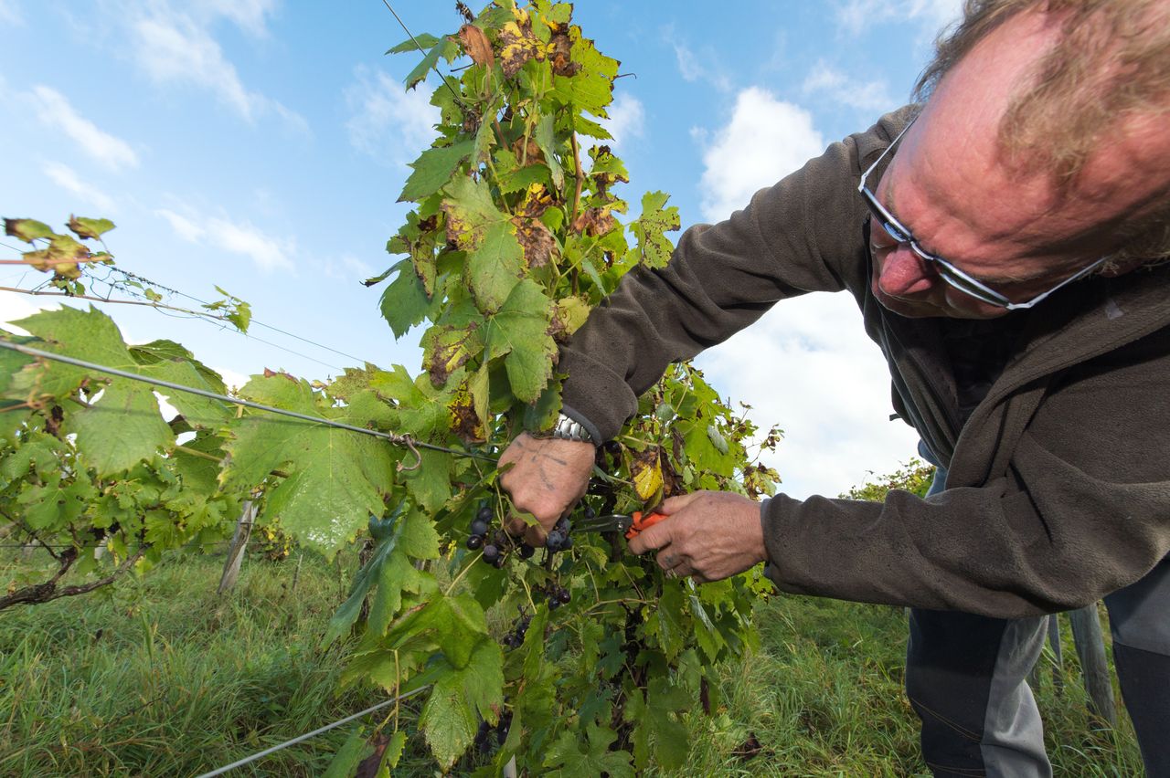 Vignoble Vendange 8462