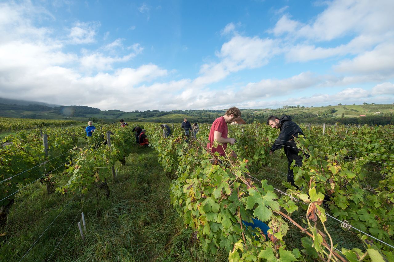 Vignoble Vendange 8494