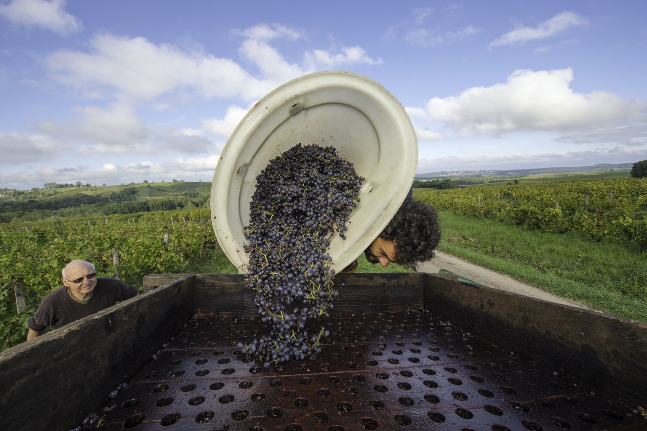 Vignoble Vendange 8498