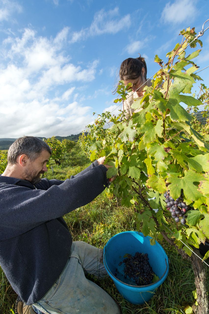 Vignoble Vendange 8587