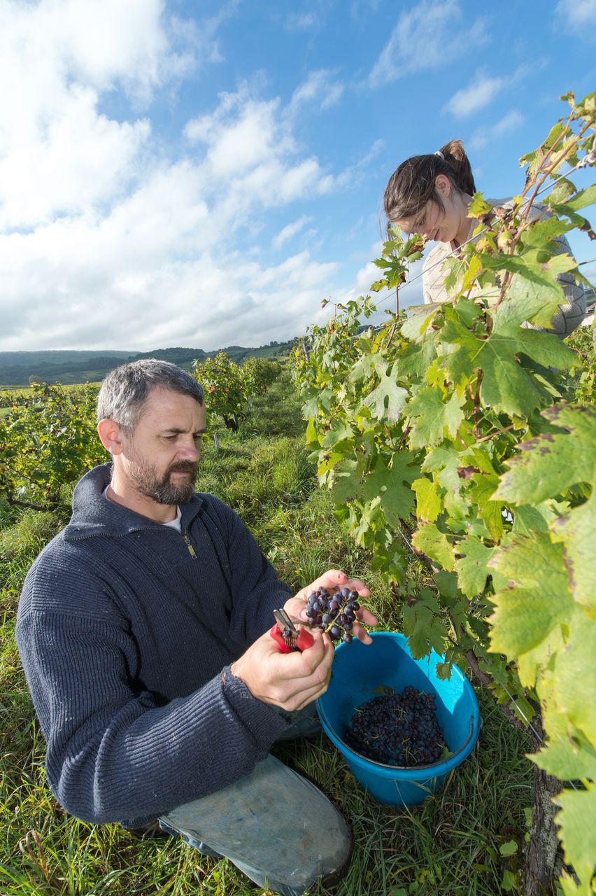 Vignoble Vendange 8591