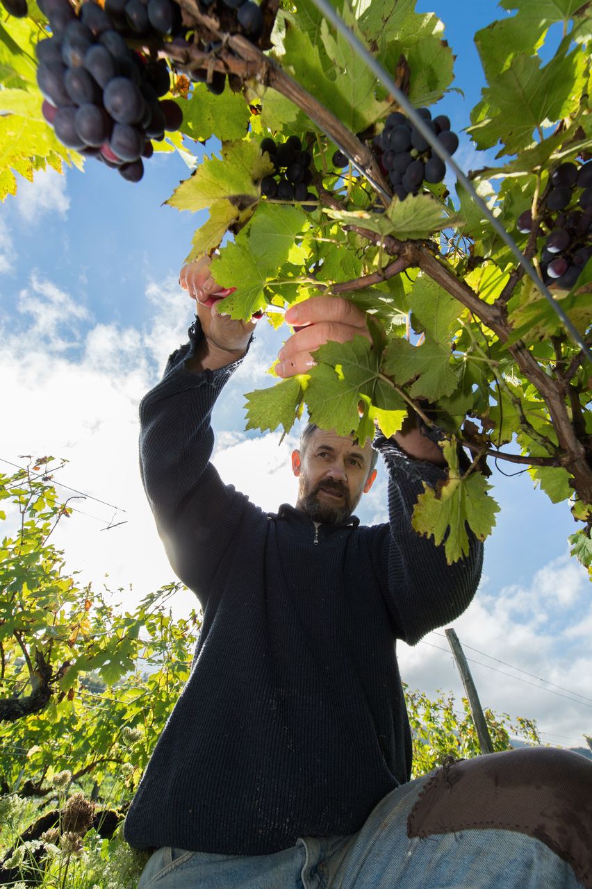 Vignoble Vendange 8598