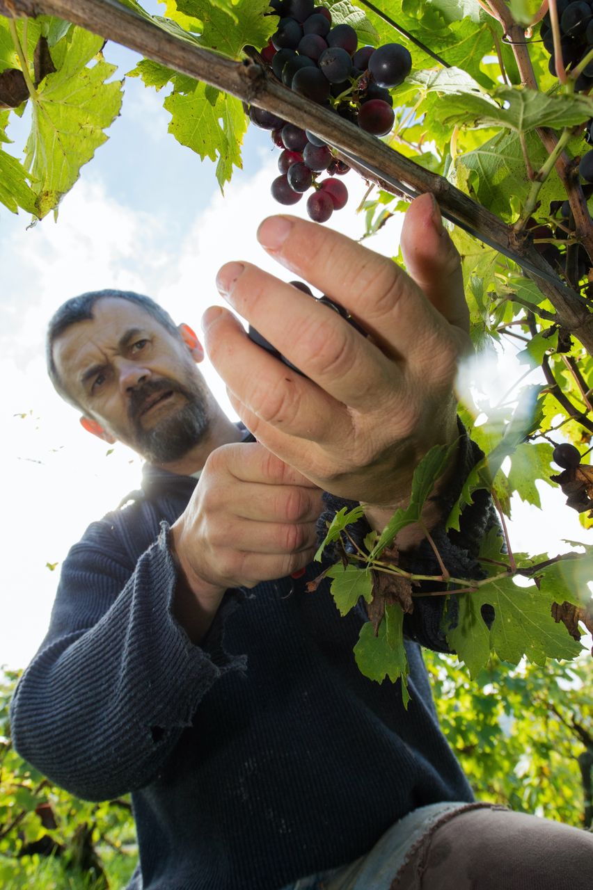 Vignoble Vendange 8616