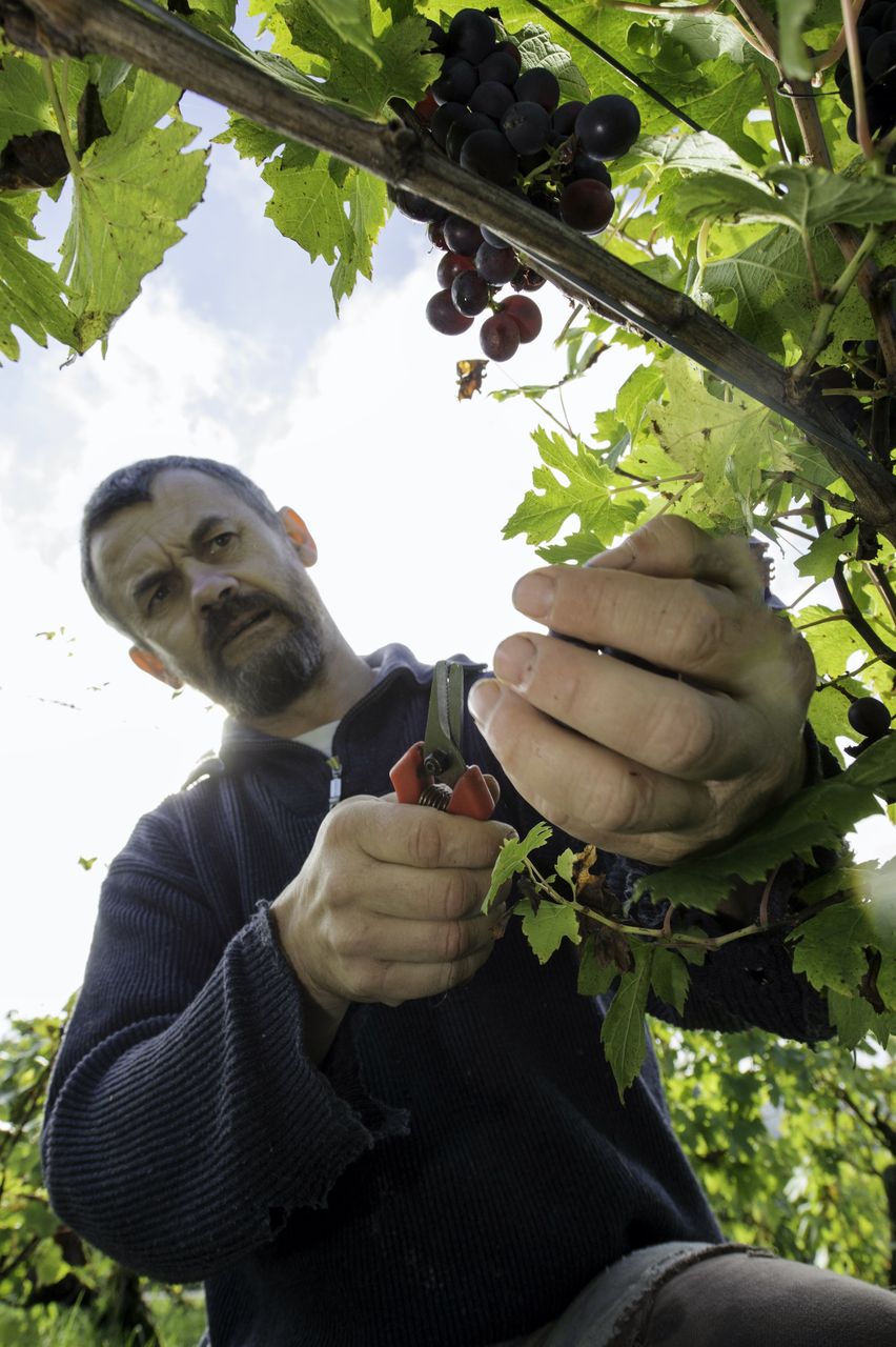 Vignoble Vendange 8617