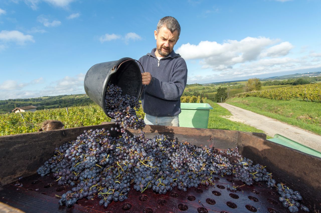 Vignoble Vendange 8639