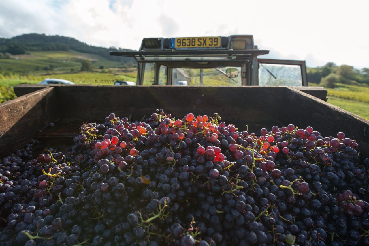 Vignoble Vendange 8649