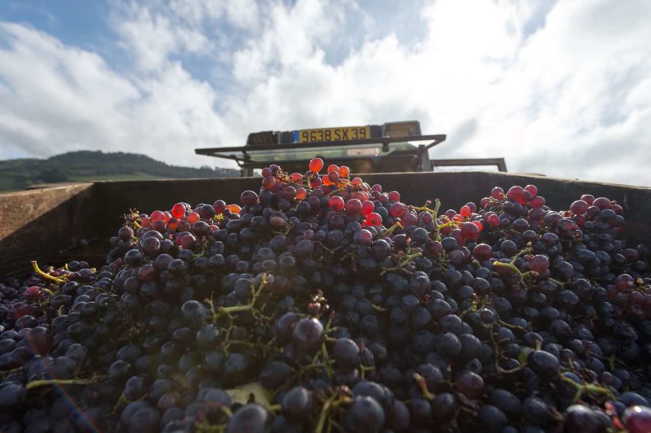 Vignoble Vendange 8651