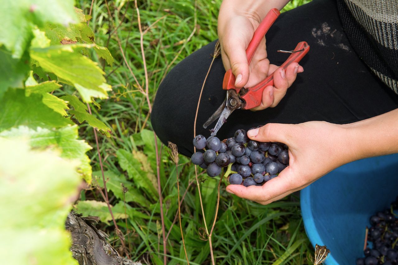 Vignoble Vendange 8660