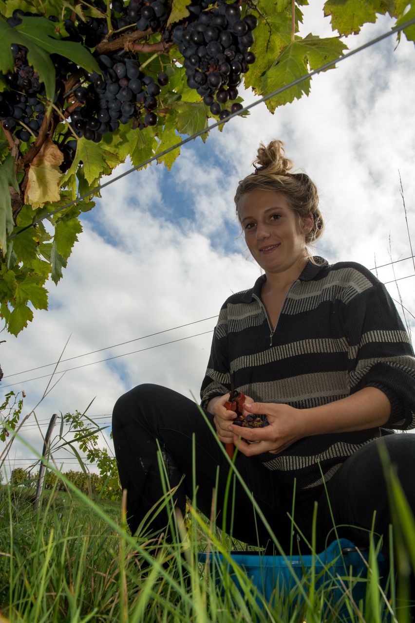 Vignoble Vendange 8682